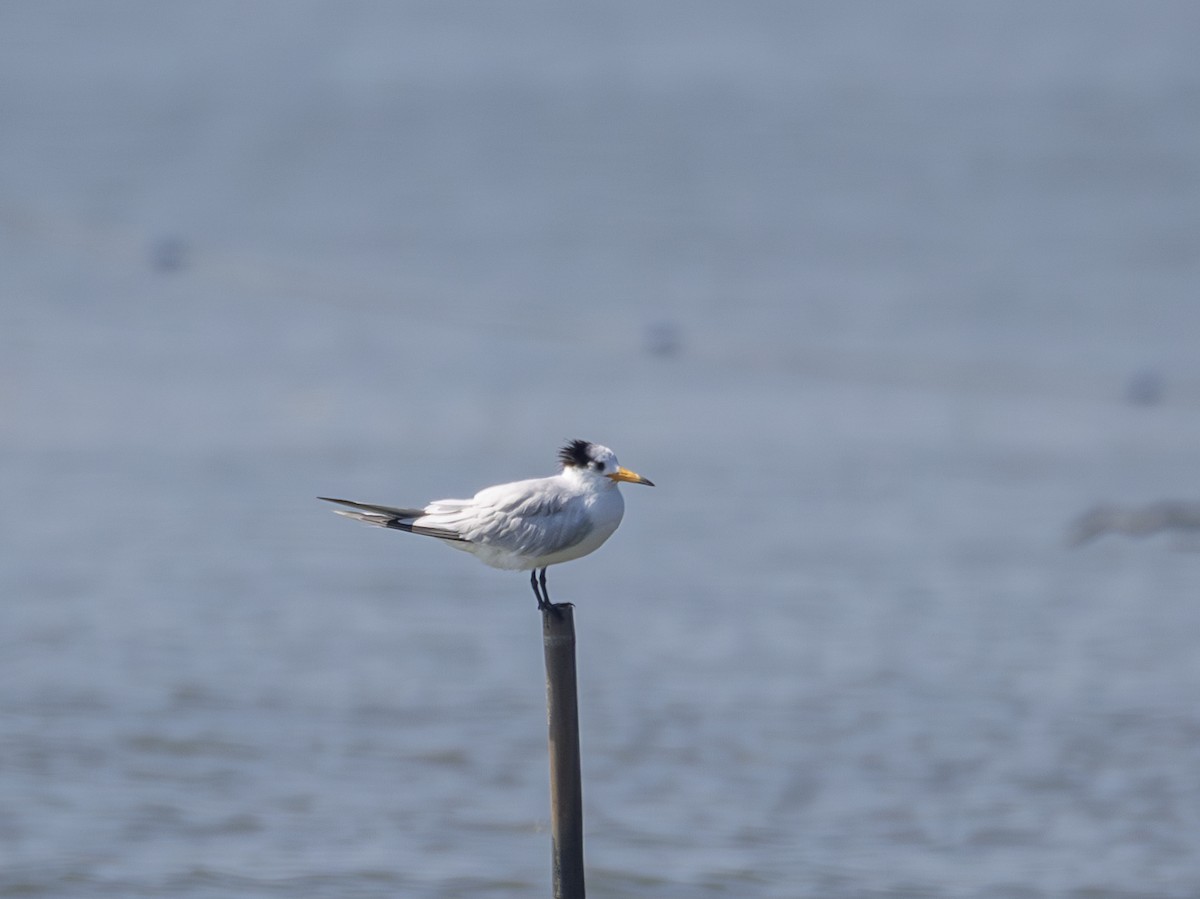 שחפית סינית - ML646567757