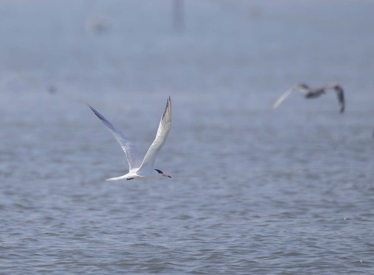 שחפית סינית - ML646567758
