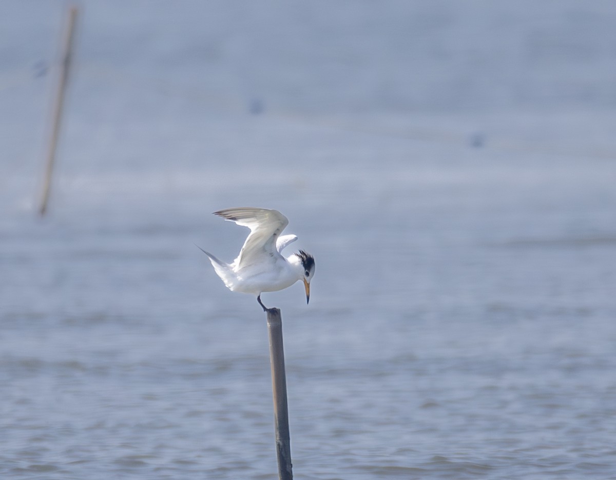 שחפית סינית - ML646567759
