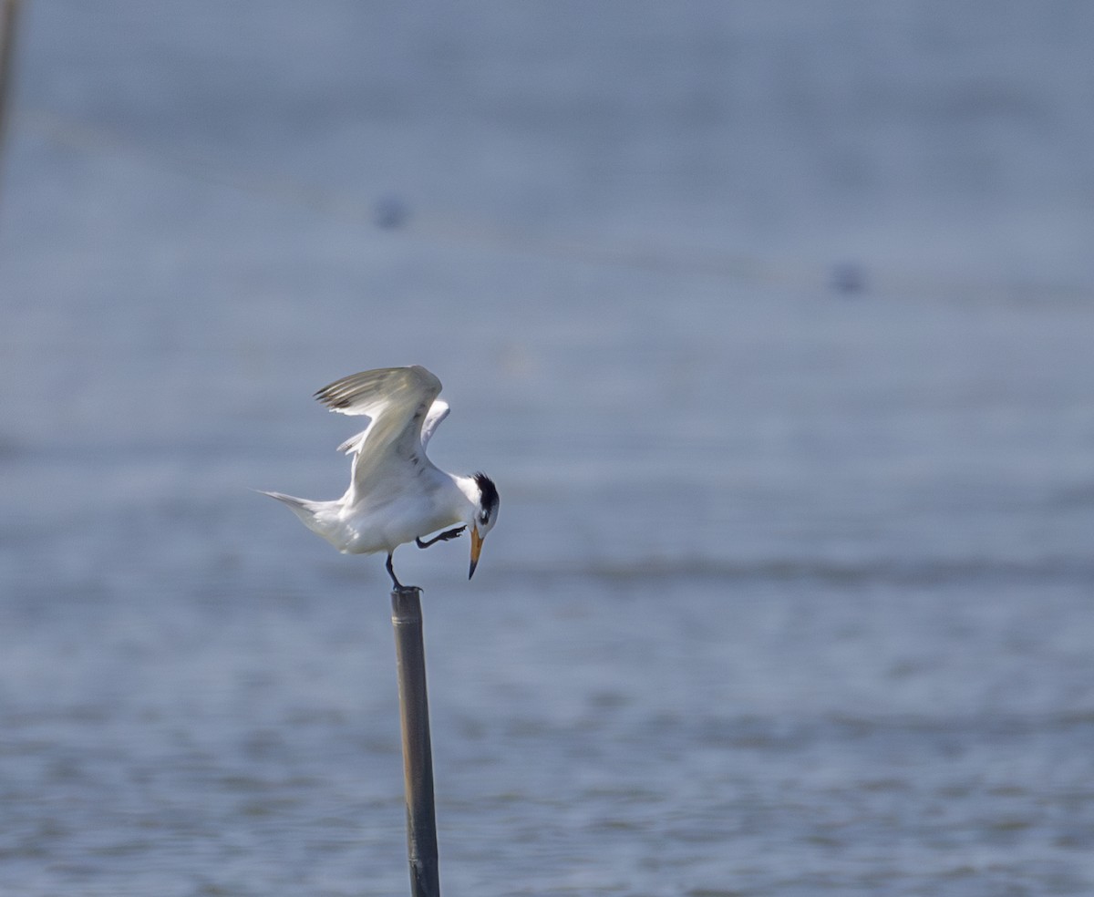שחפית סינית - ML646567760