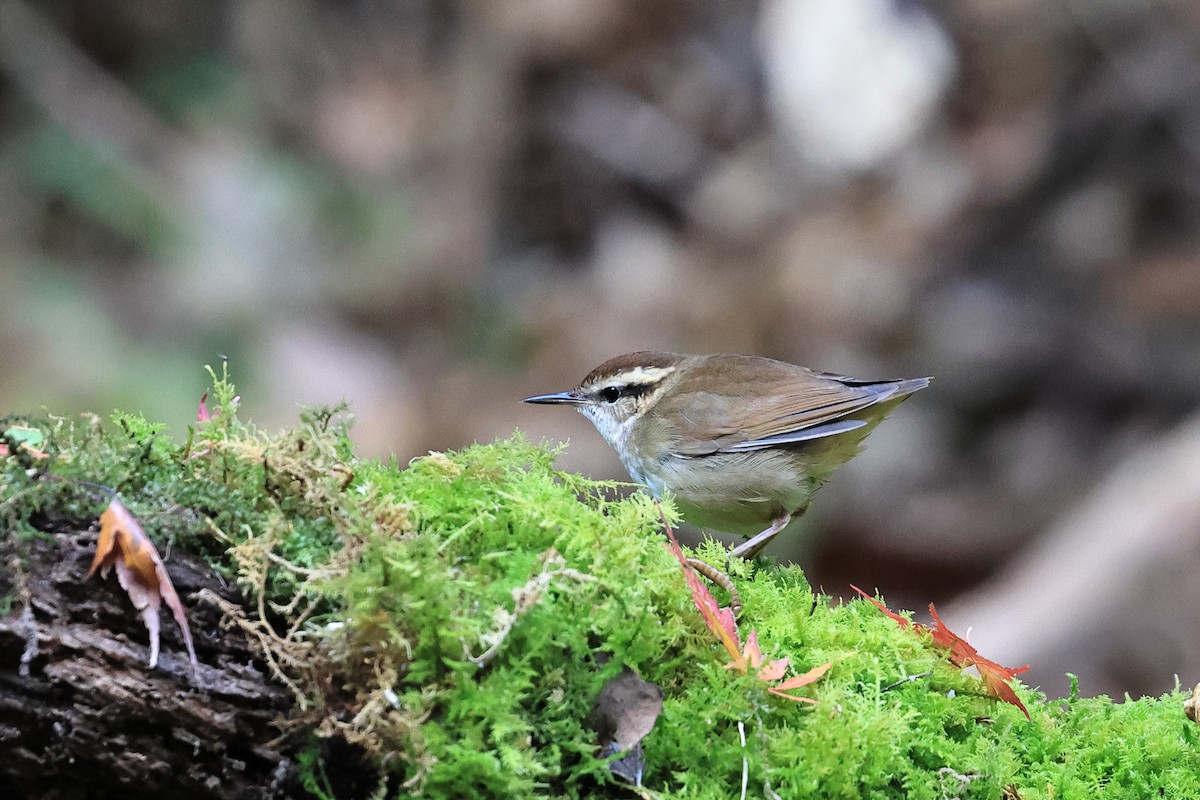 Asian Stubtail - ML646567763