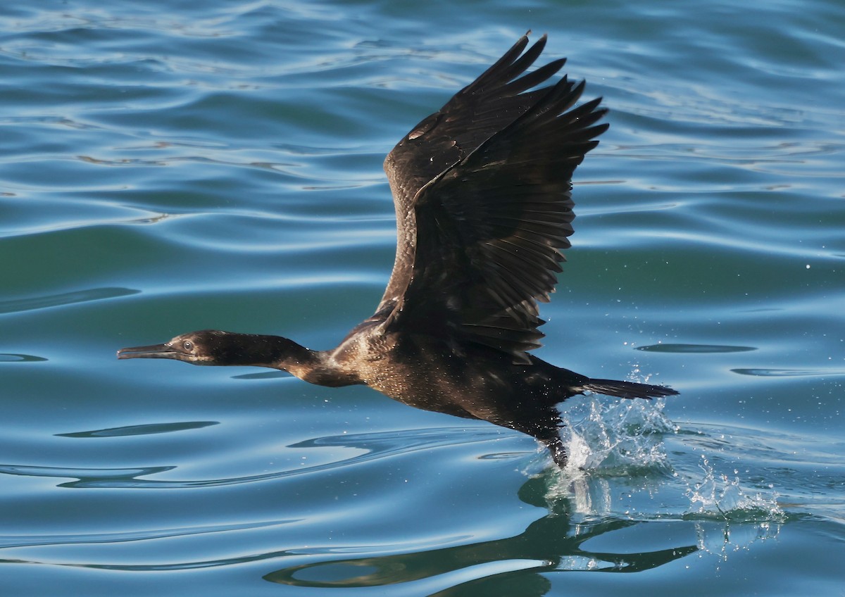 Brandt's Cormorant - ML646567764