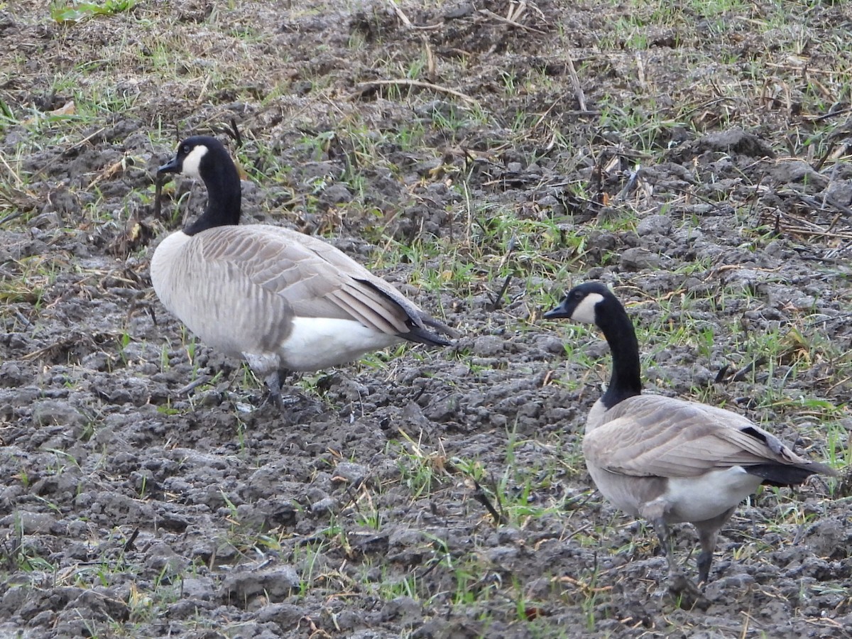 Oca canadese maggiore - ML646567765