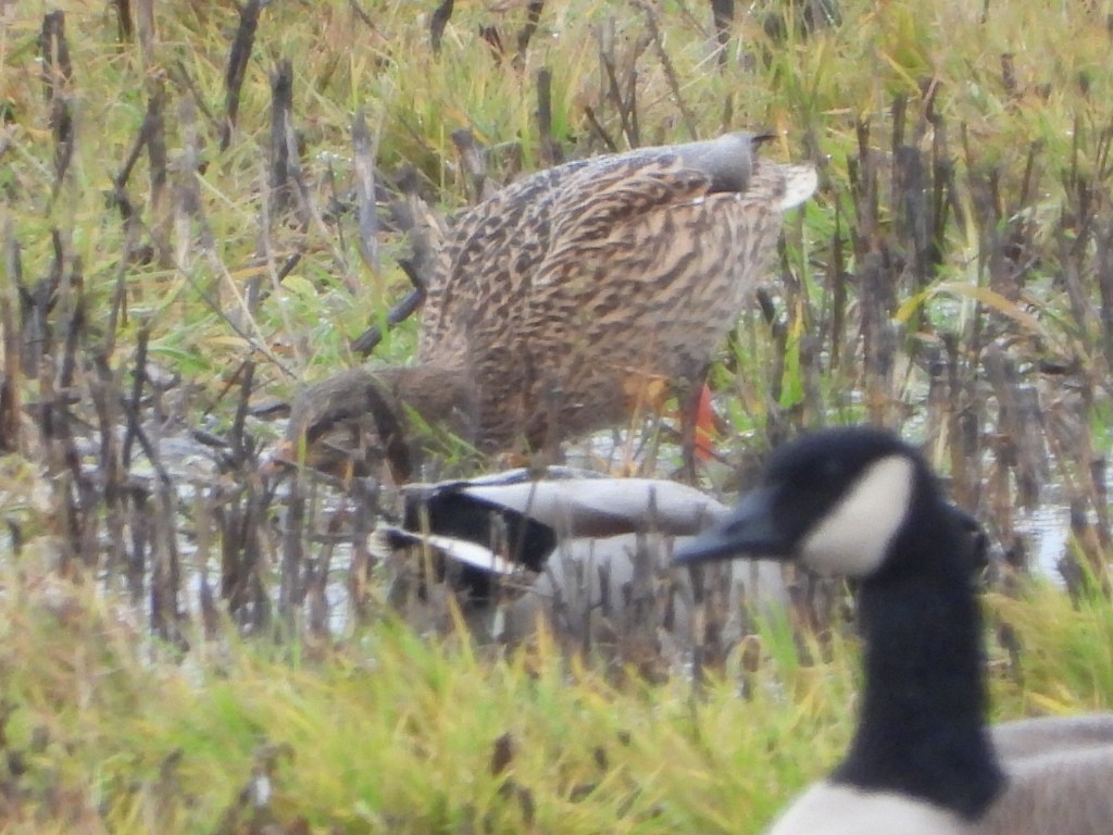 Germano reale - ML646567767