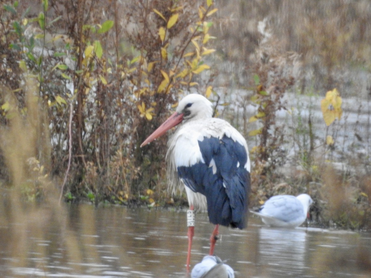 White Stork - ML646567769