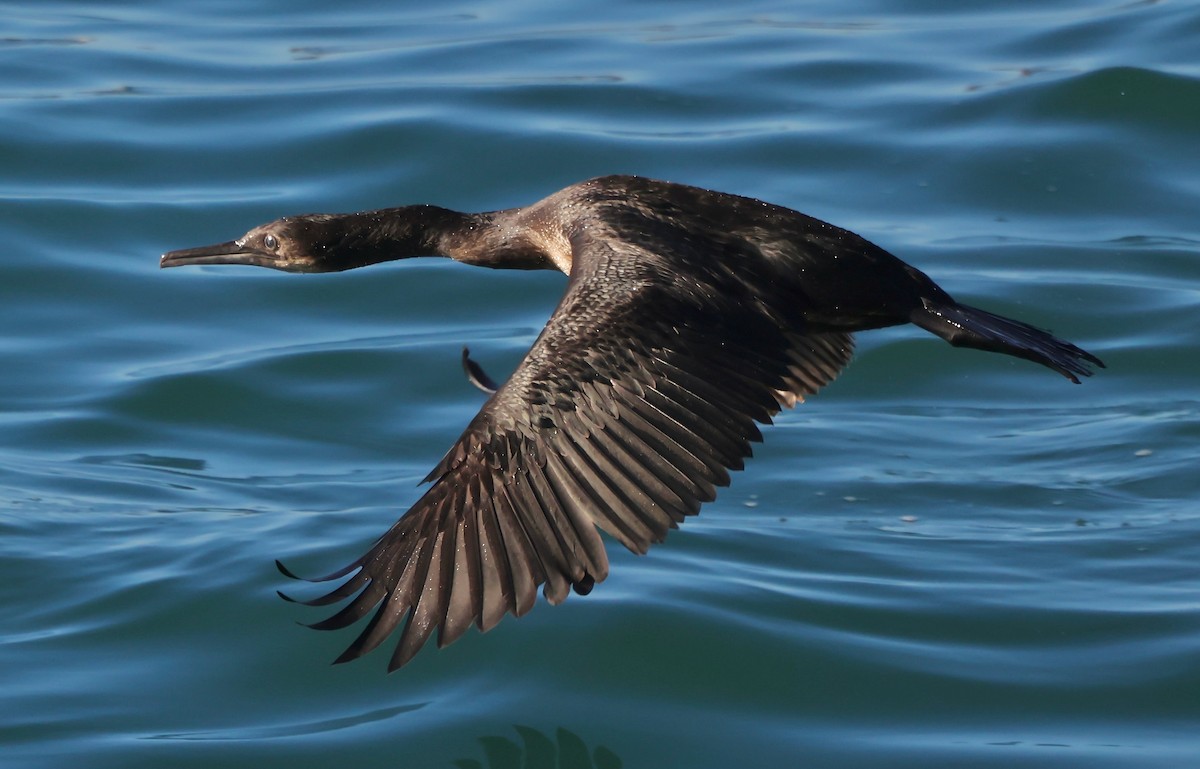 Brandt's Cormorant - ML646567770