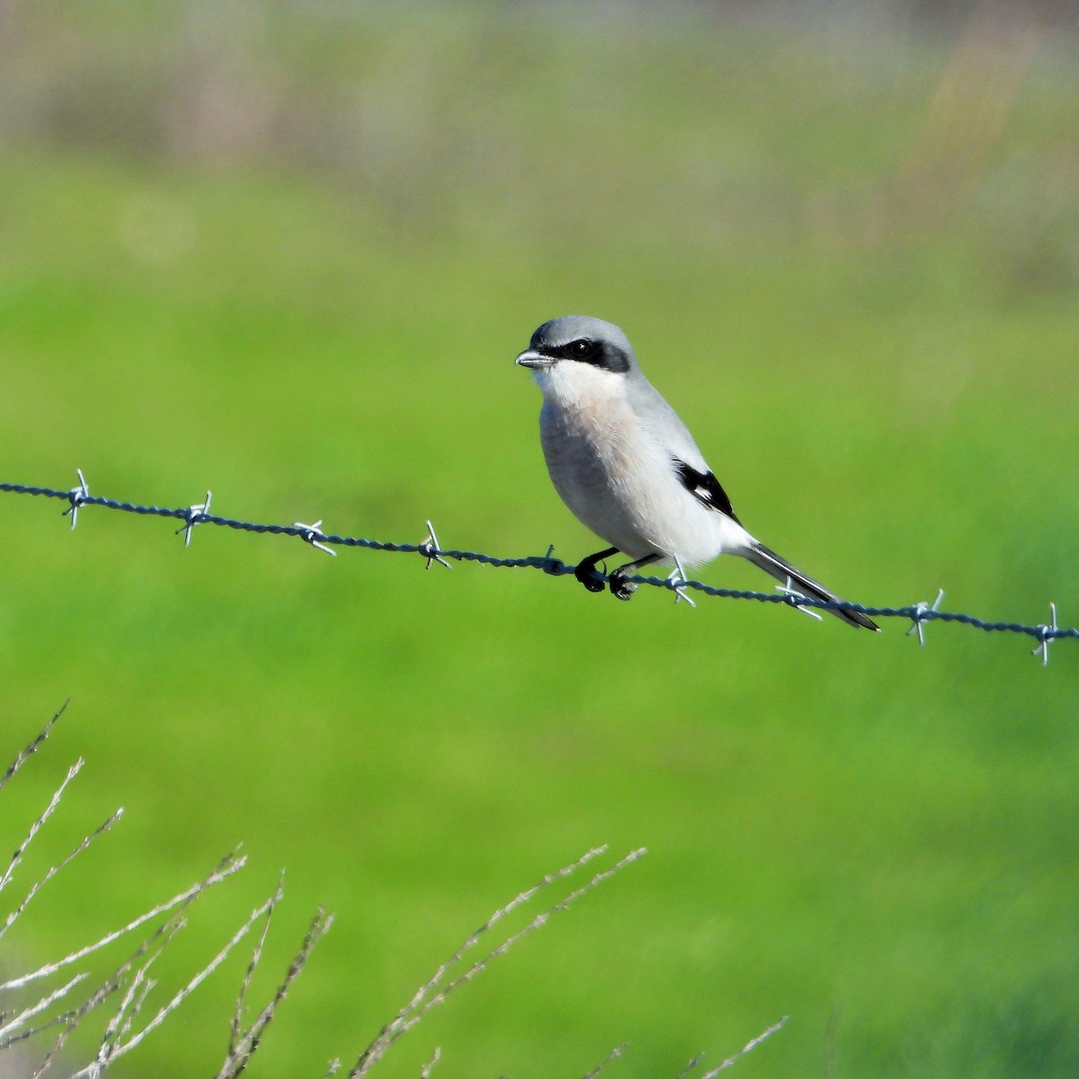 アメリカオオモズ - ML646567771