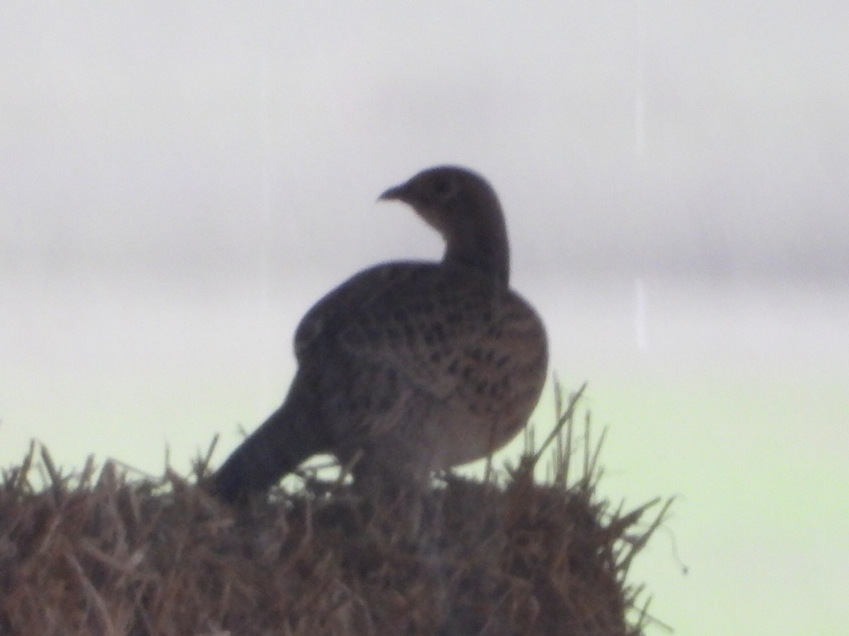 Fagiano comune - ML646567772