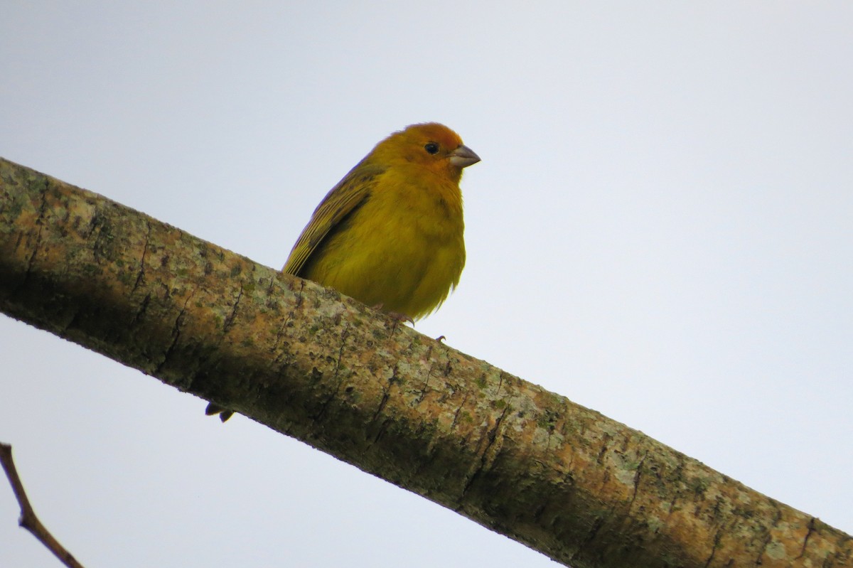 Saffron Finch - ML646567774