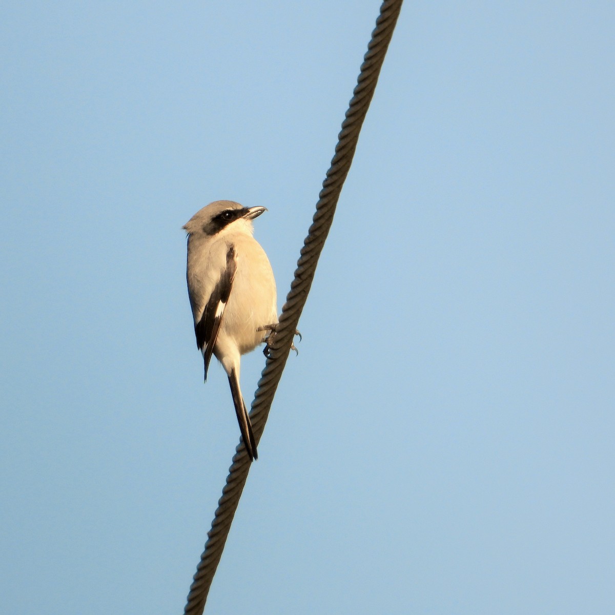 アメリカオオモズ - ML646567777