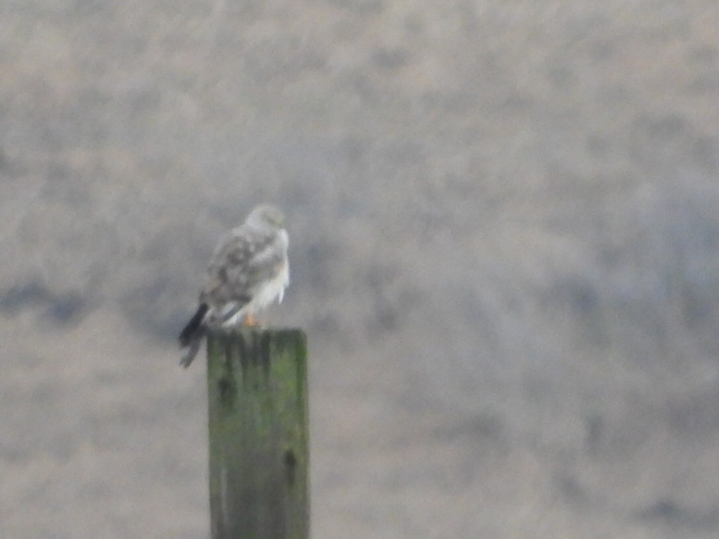 Northern Harrier - ML646567779