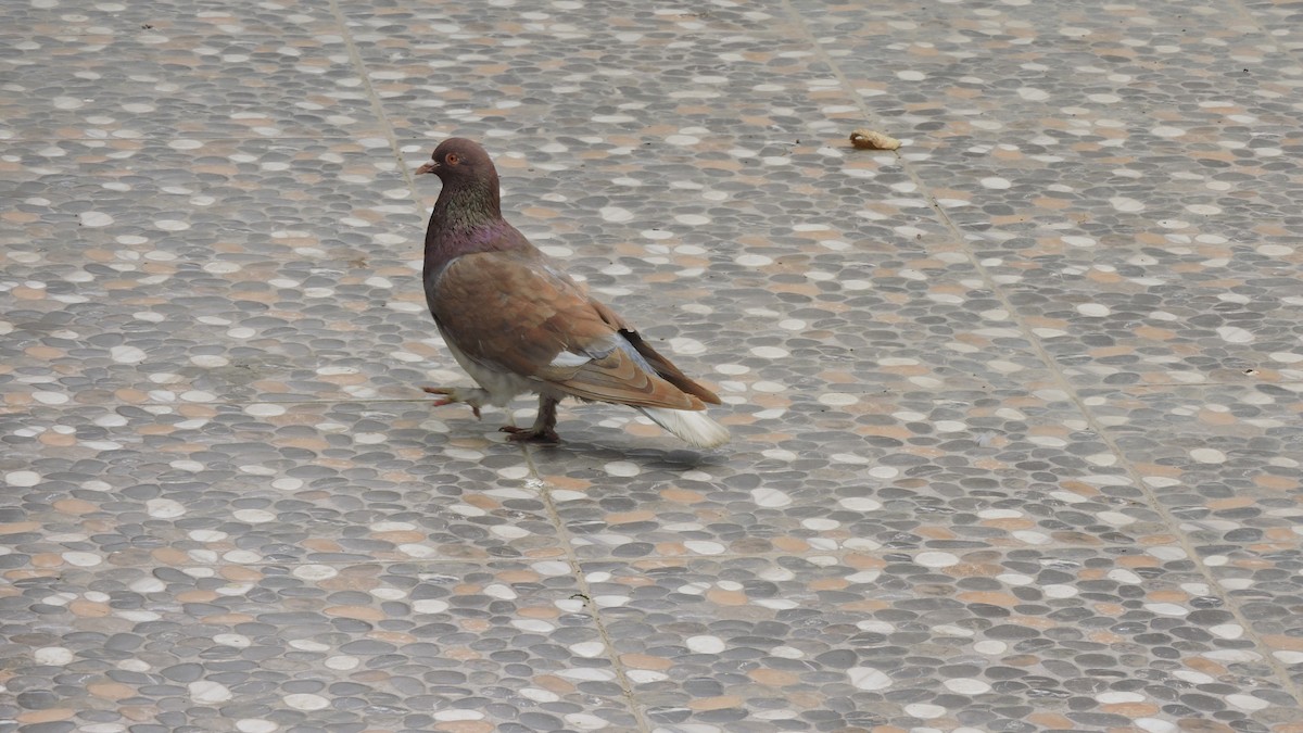 Rock Pigeon (Feral Pigeon) - ML646567780