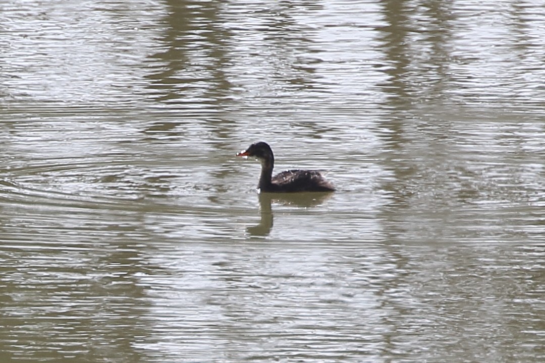 טבלן גמדי - ML646567783