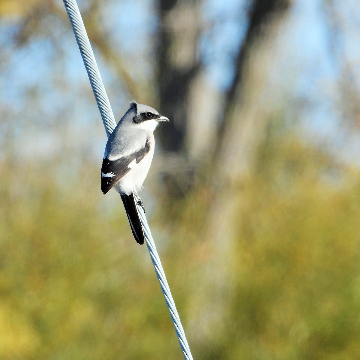 アメリカオオモズ - ML646567784