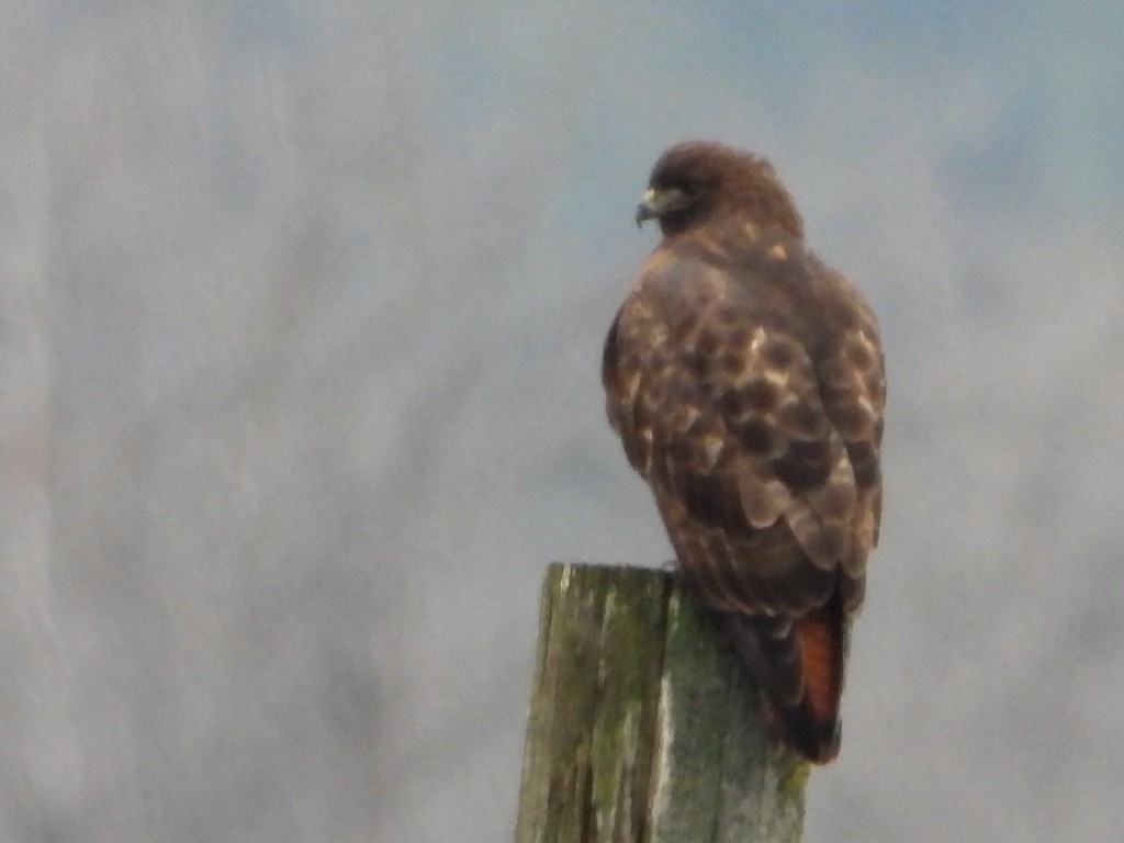 Poiana codarossa - ML646567785