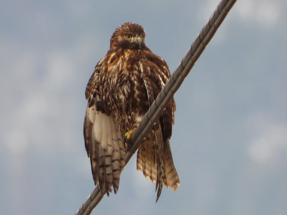 Poiana codarossa - ML646567786