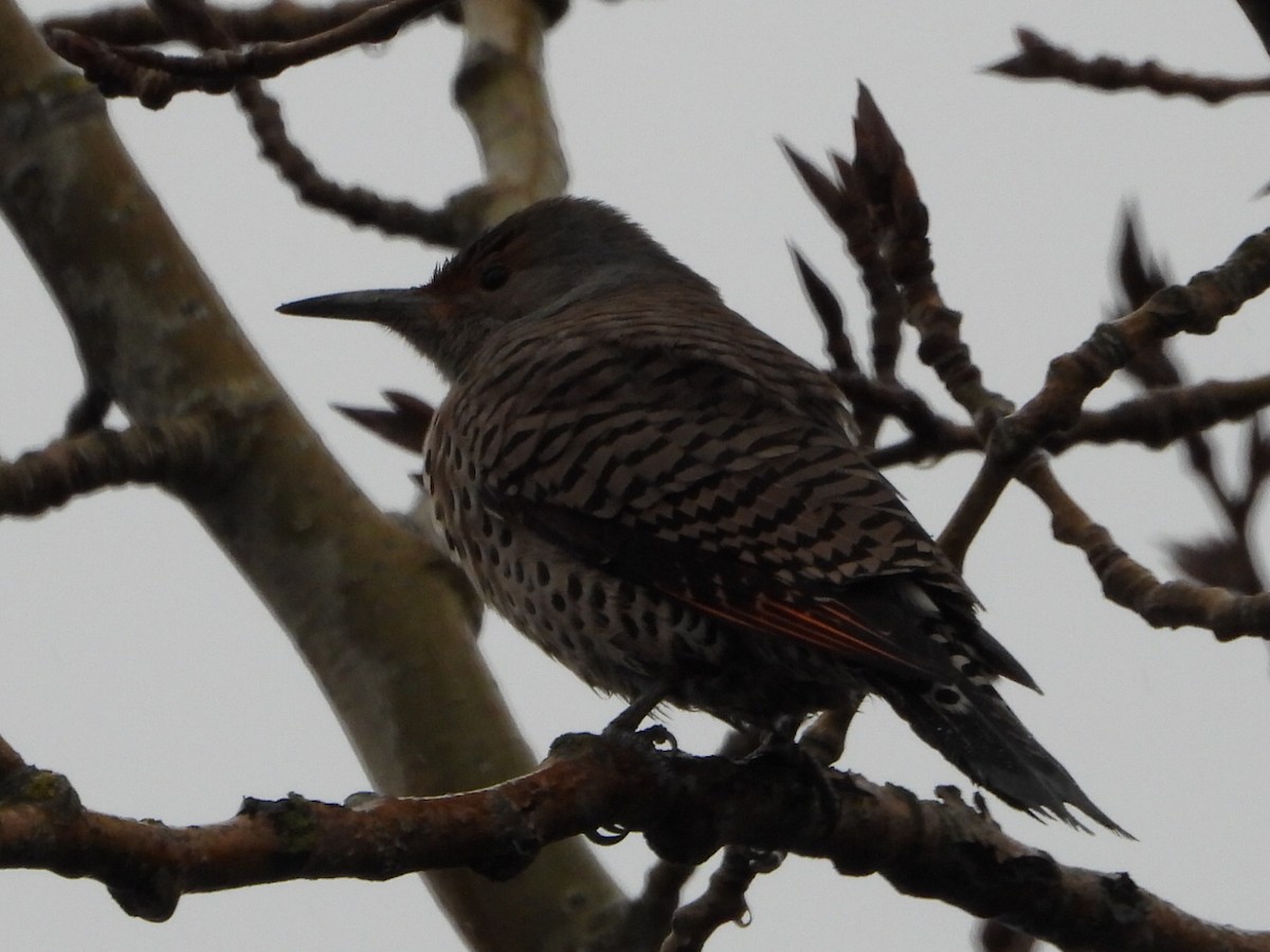 Northern Flicker - ML646567788