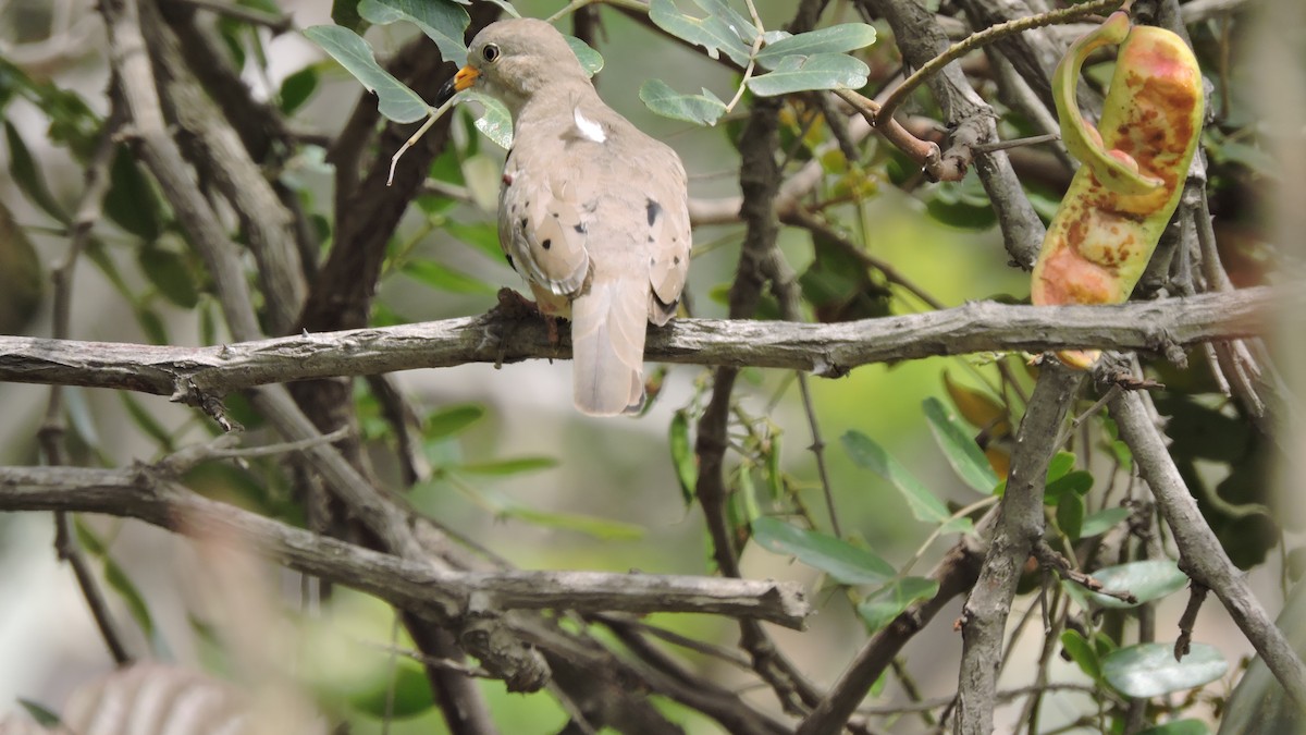Croaking Ground Dove - ML646567789
