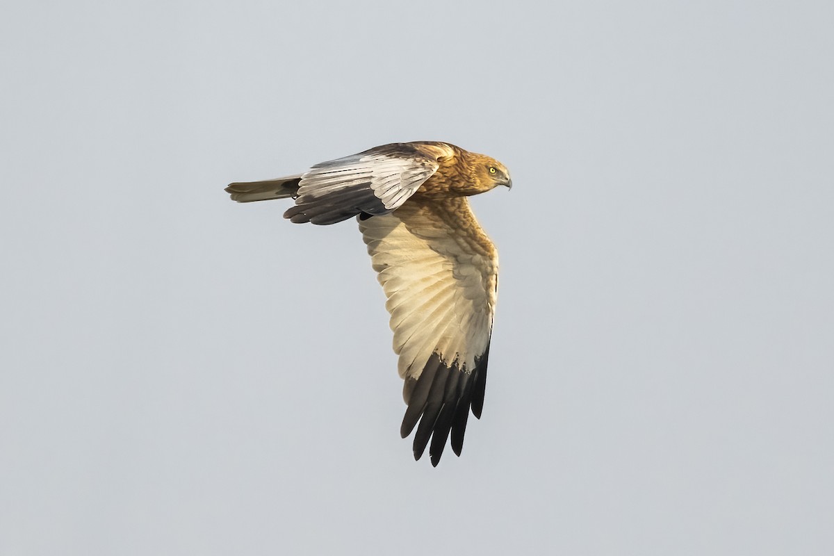 Western Marsh Harrier - ML646567792