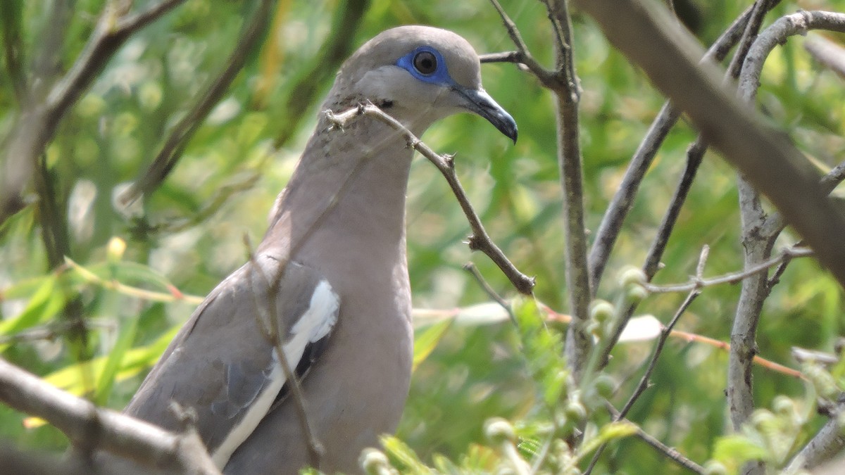 West Peruvian Dove - ML646567794