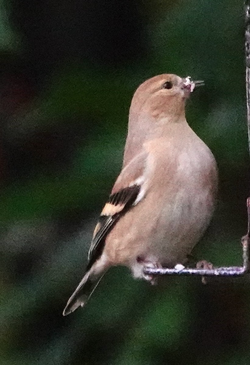 American Goldfinch - ML646567795