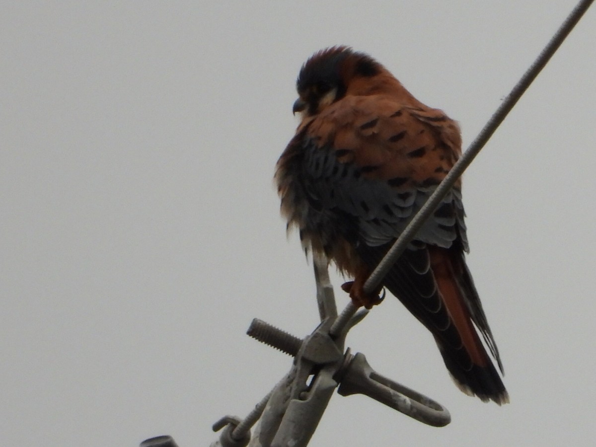 American Kestrel - ML646567796