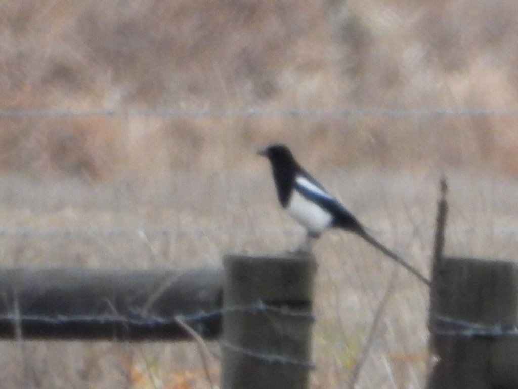 Black-billed Magpie - ML646567800