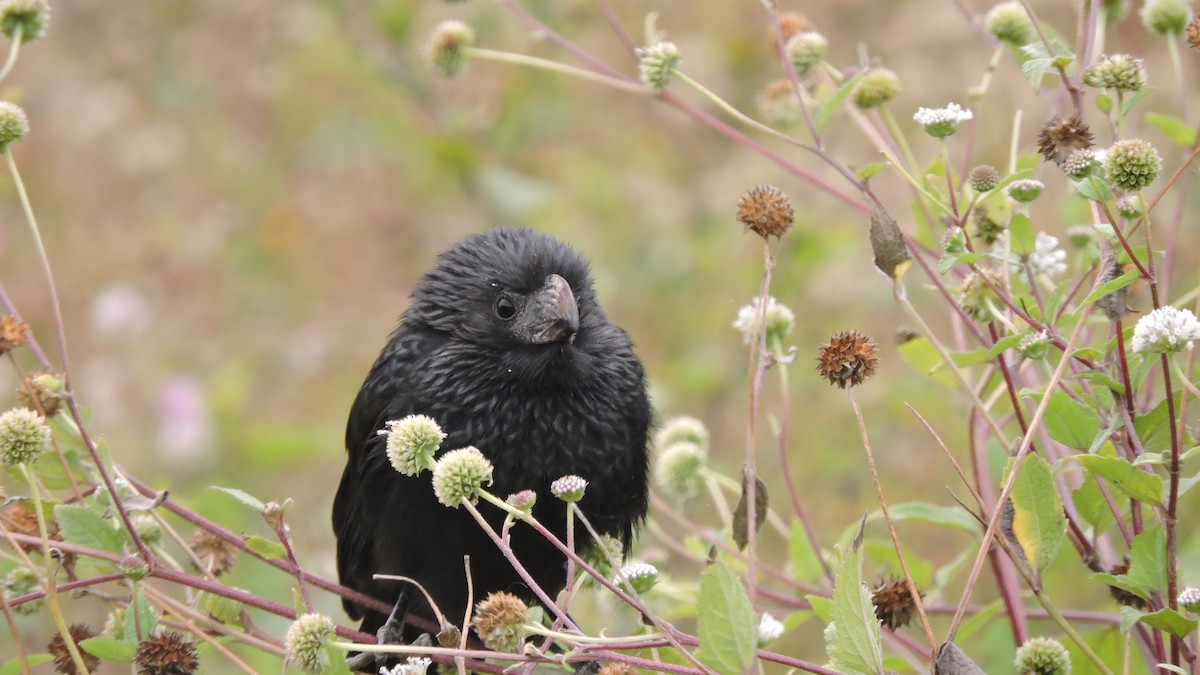 Groove-billed Ani - ML646567802