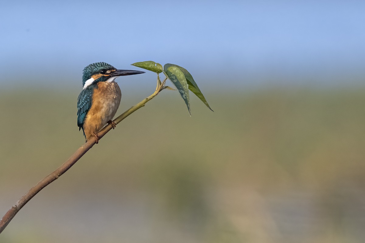 Common Kingfisher - ML646567803