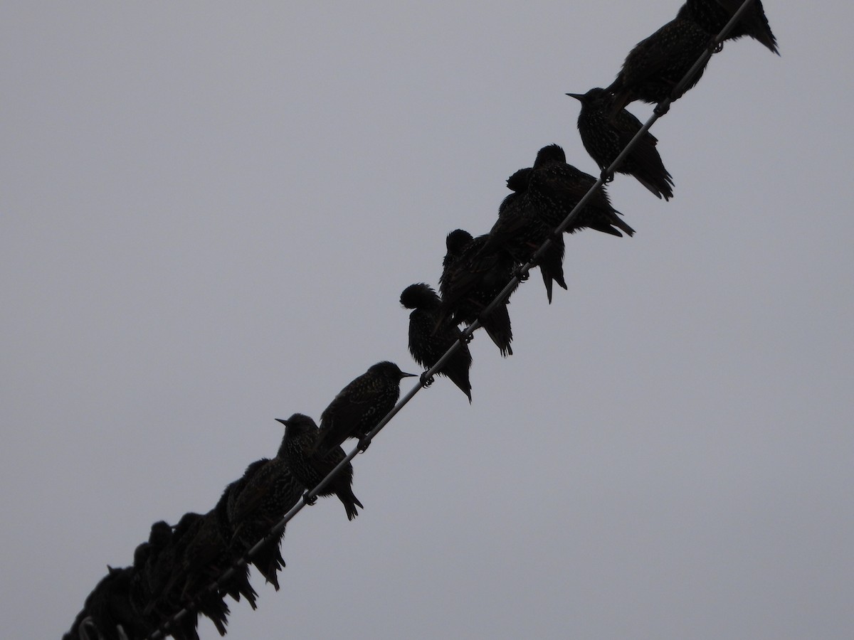 Storno - ML646567805