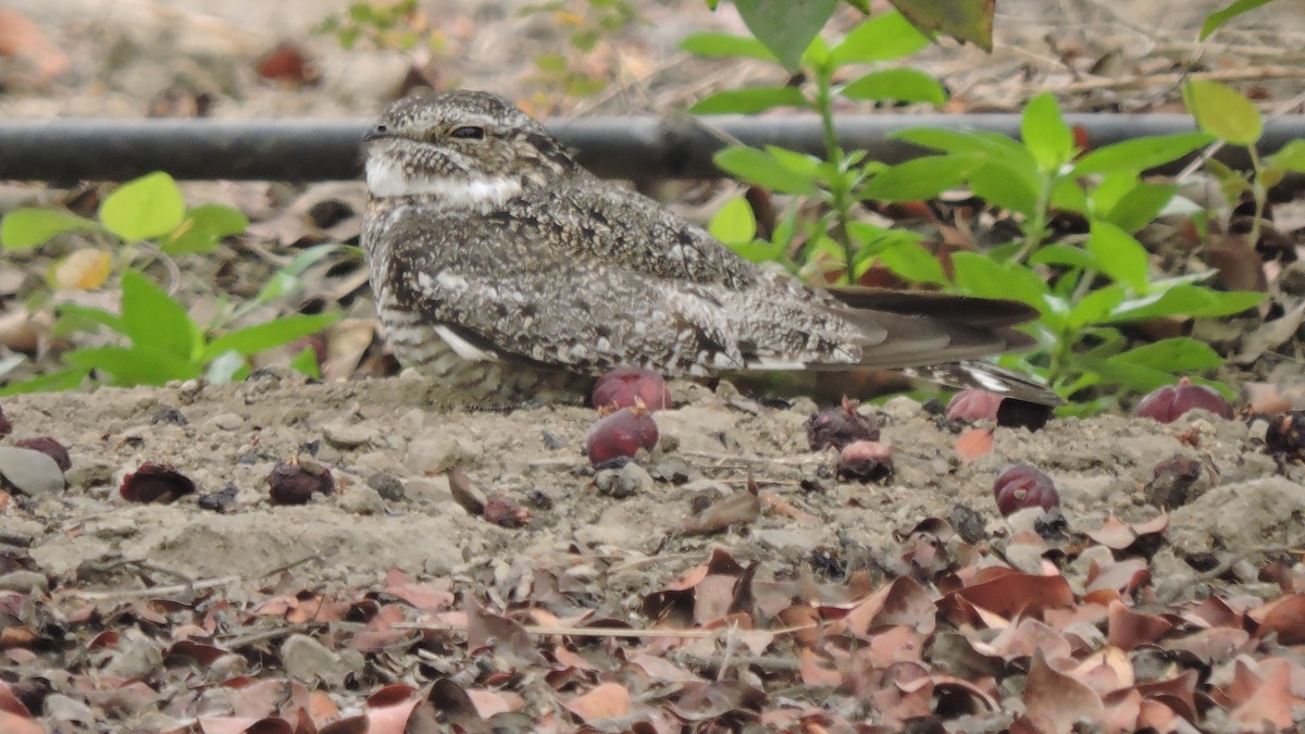 Lesser Nighthawk - ML646567806