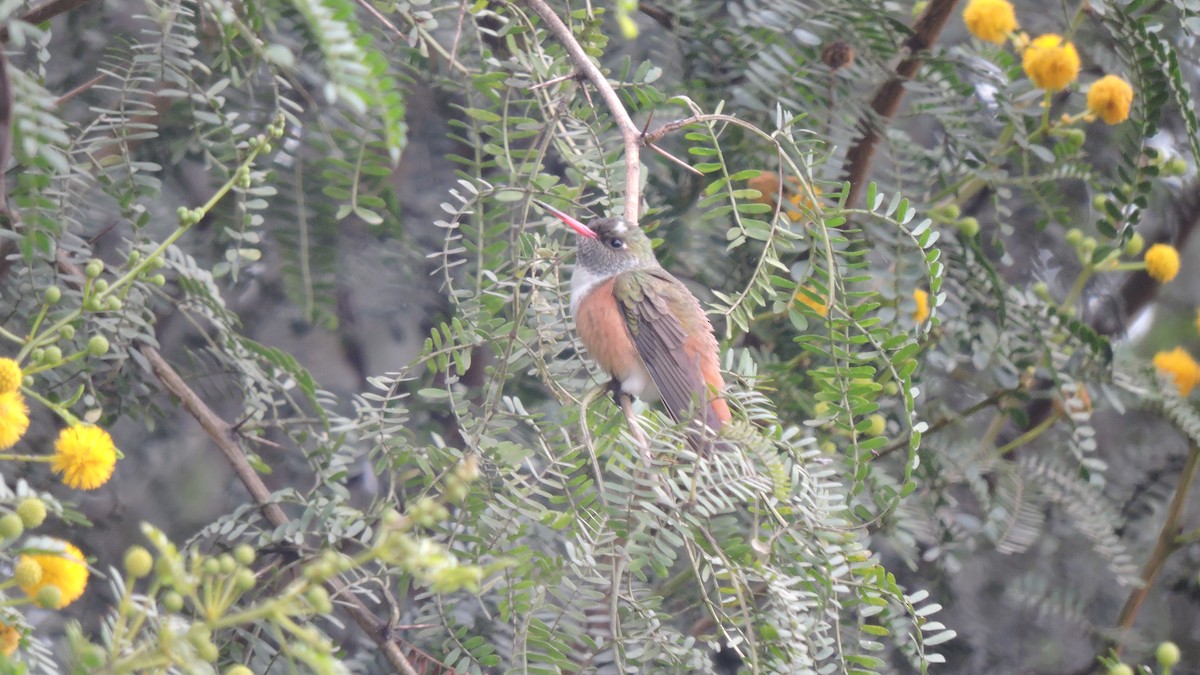 Amazilia Hummingbird - ML646567811