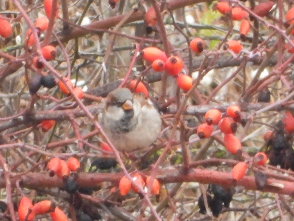 Passera oltremontana - ML646567814