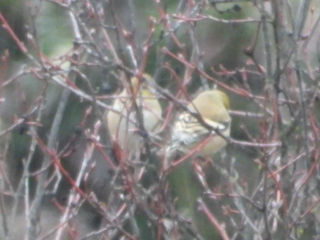 American Goldfinch - ML646567824