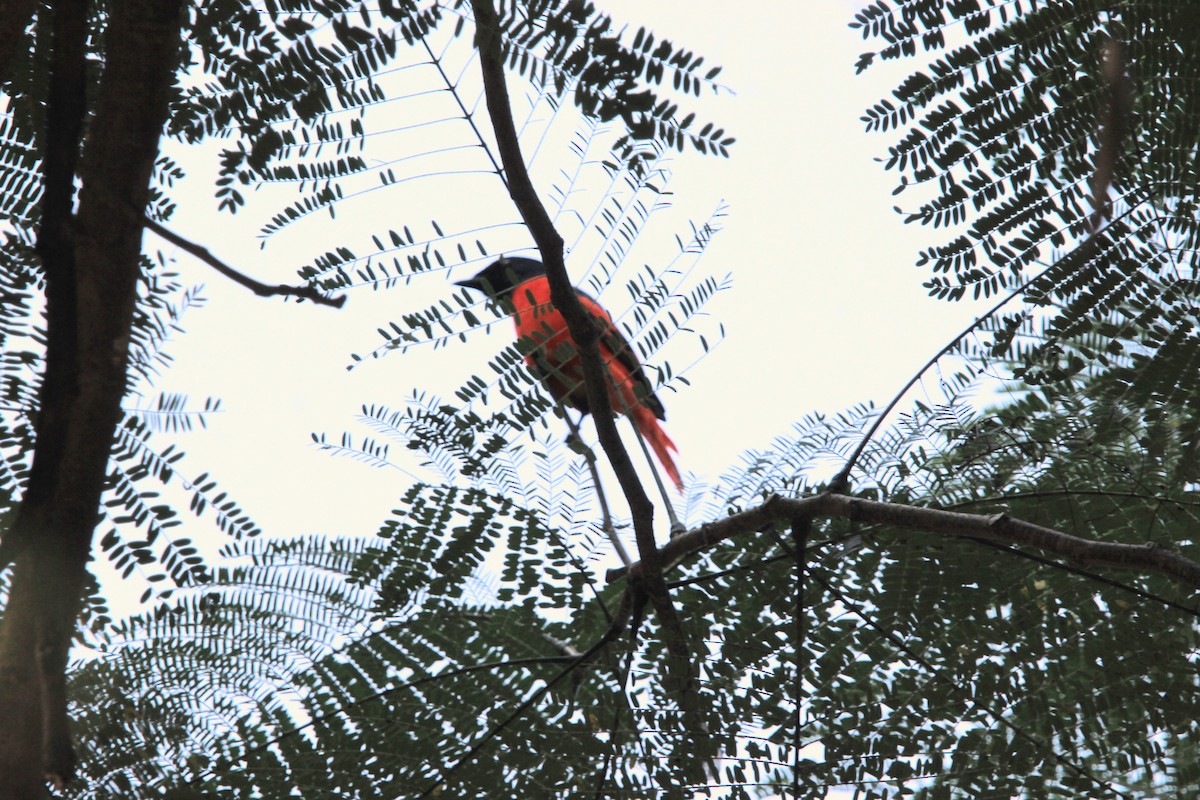 Scarlet Minivet - ML646567825