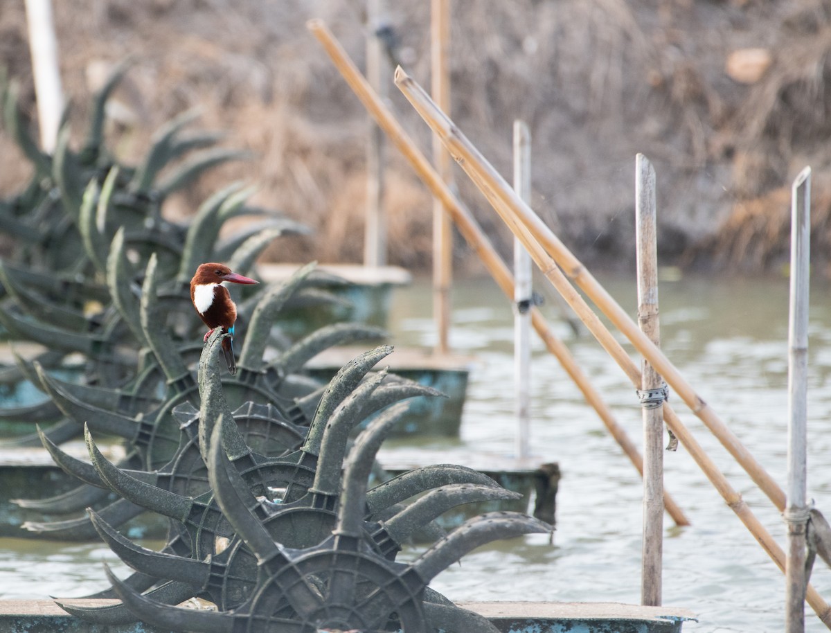 White-throated Kingfisher - ML646567826