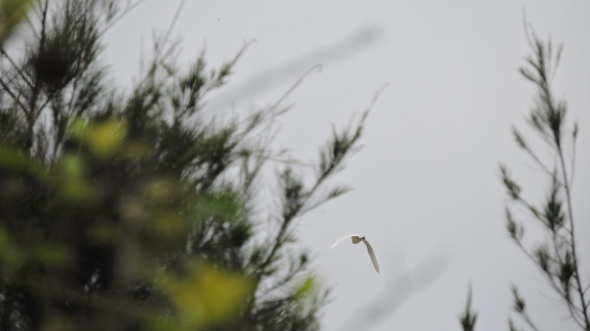 Snowy Egret - ML646567827