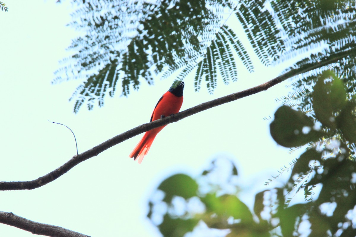 Scarlet Minivet - ML646567830