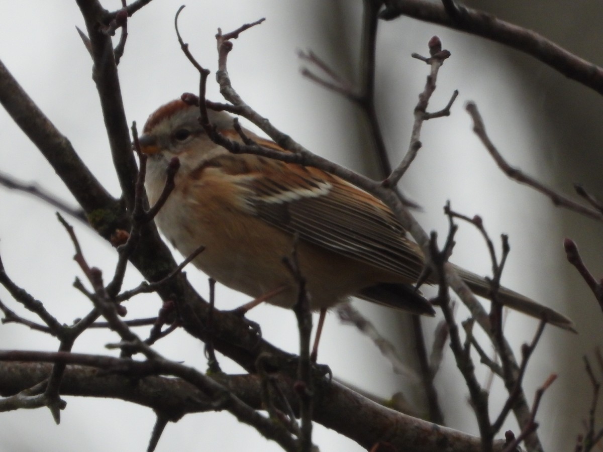 American Tree Sparrow - ML646567833