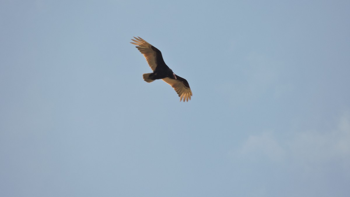 Urubu à tête rouge - ML646567835