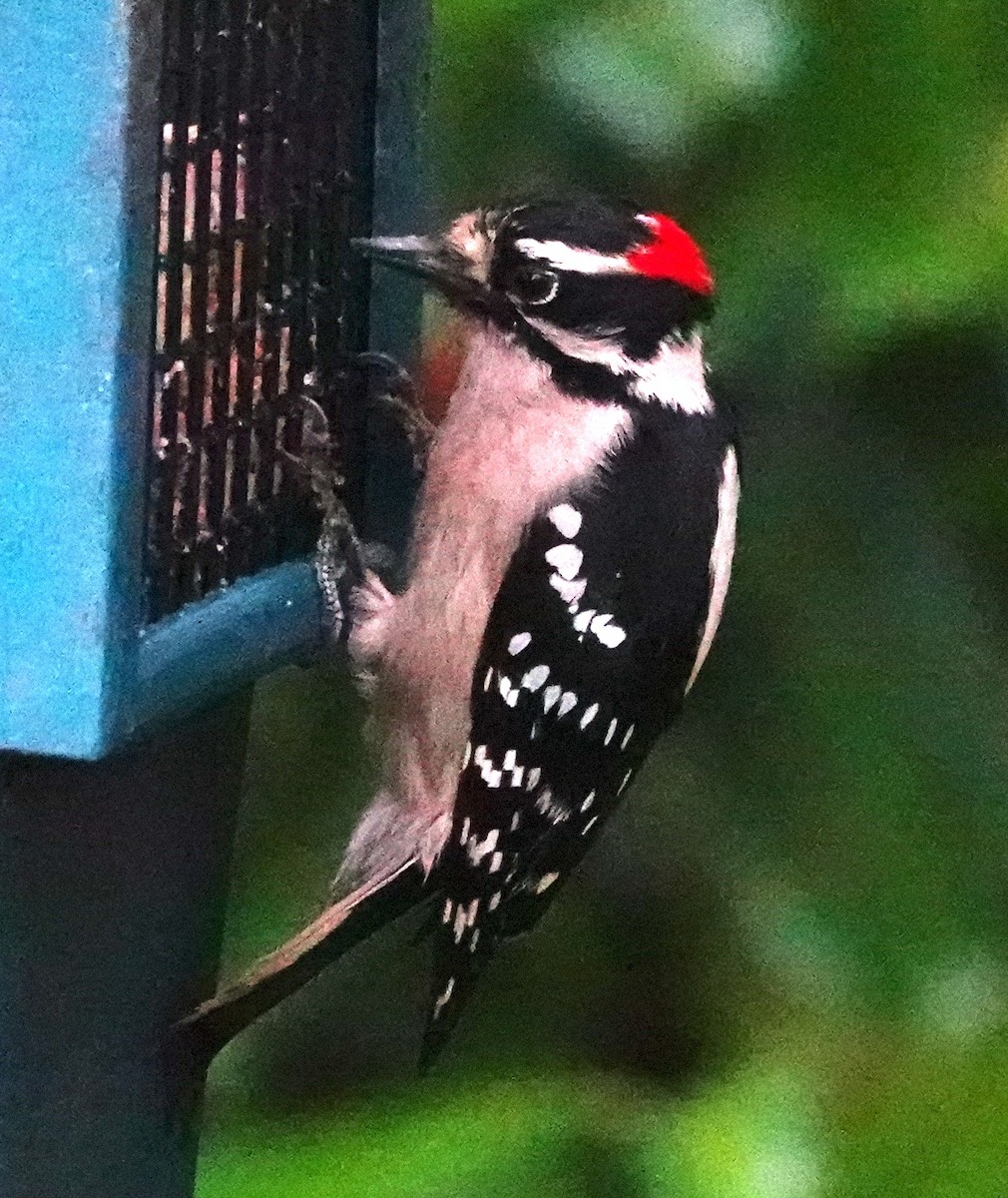 Downy Woodpecker - ML646567836