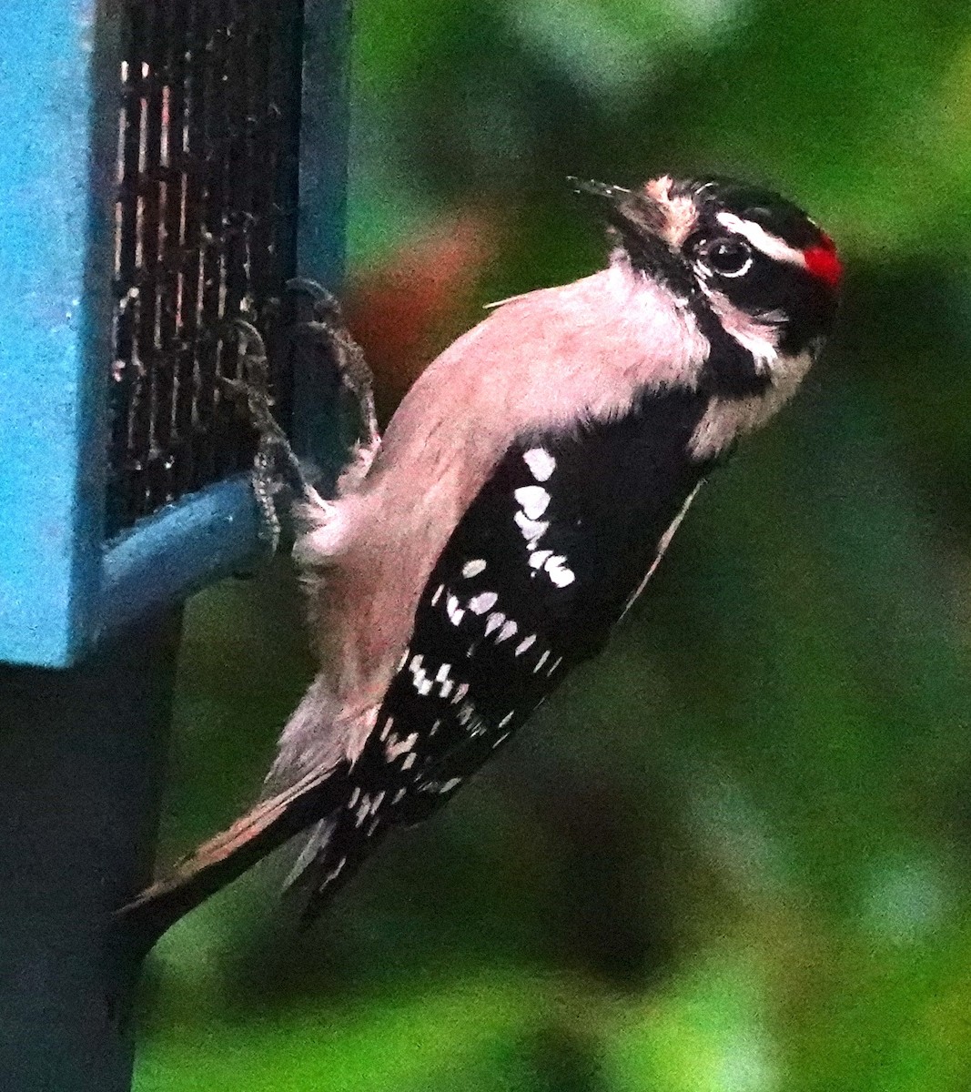 Downy Woodpecker - ML646567837