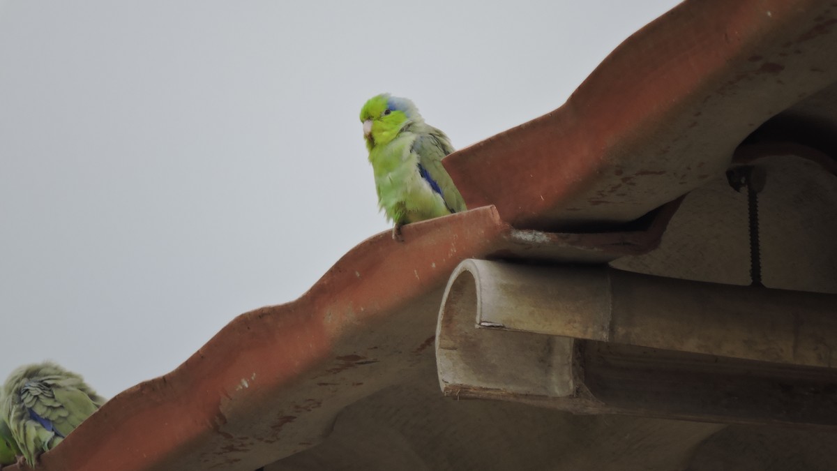 Pacific Parrotlet - ML646567838