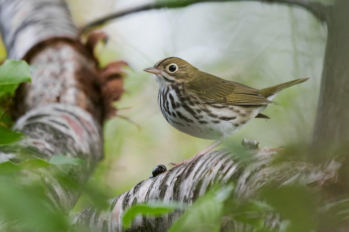 Ovenbird - ML646567839