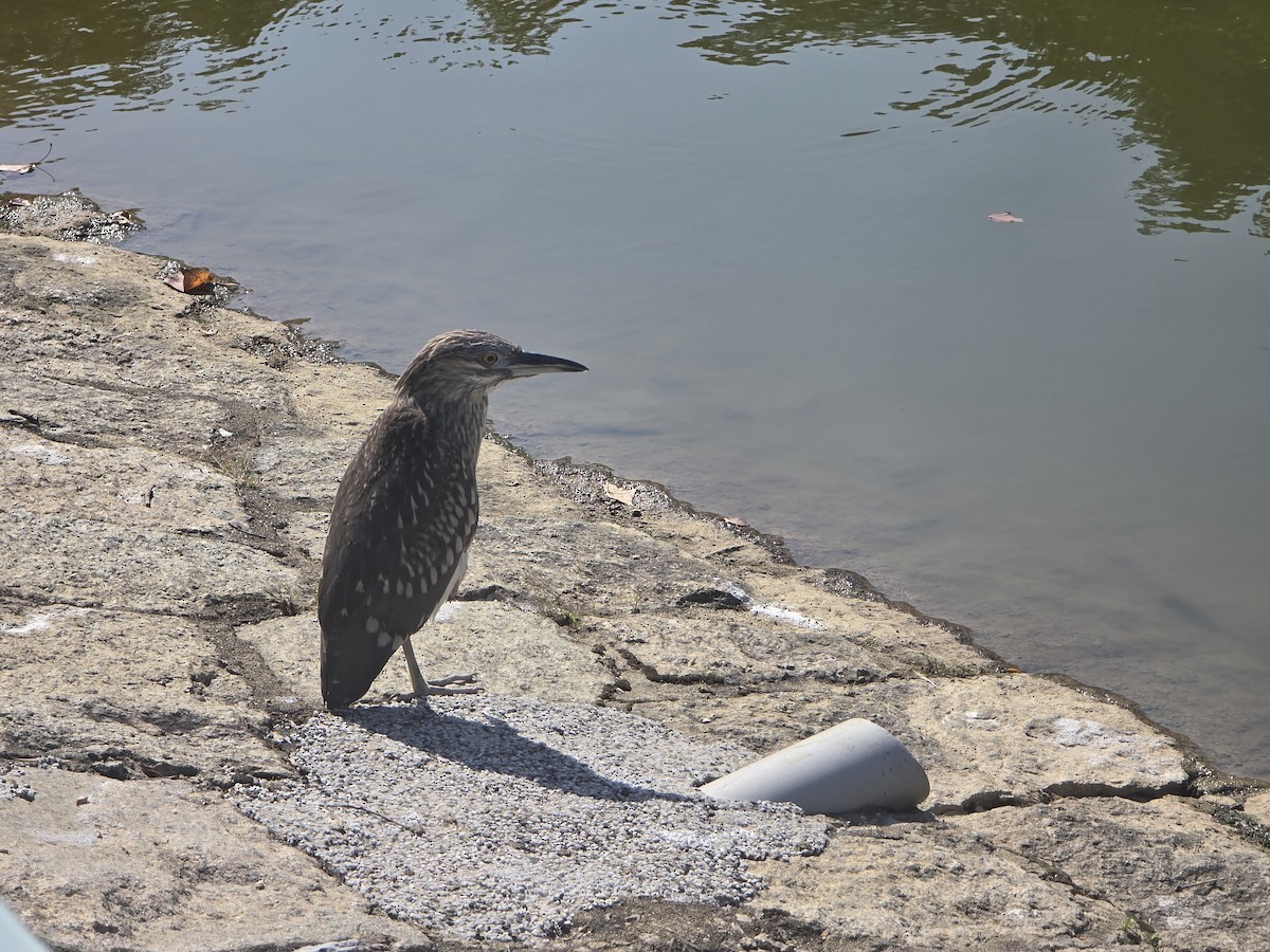 Nachtreiher - ML646567847