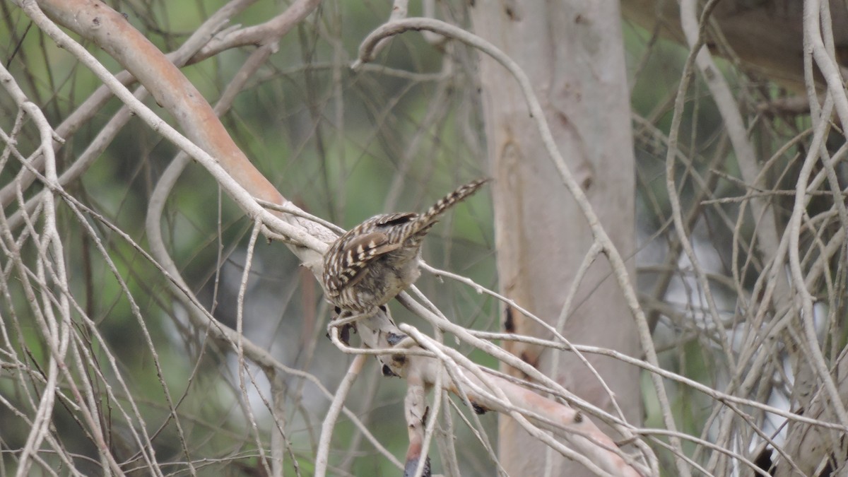 Fasciated Wren - ML646567848