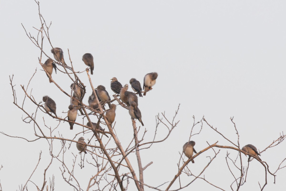 インドコムクドリ - ML646567850