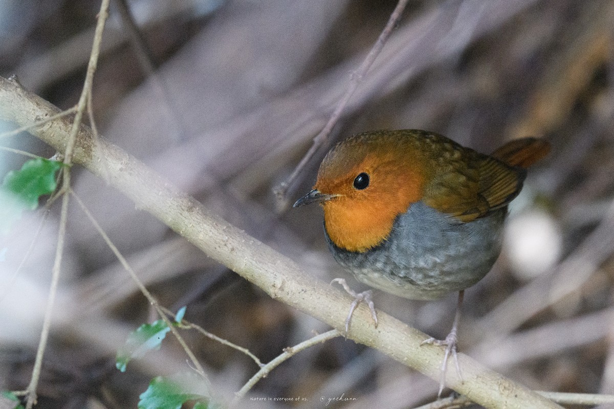 Japanese Robin - ML646567851