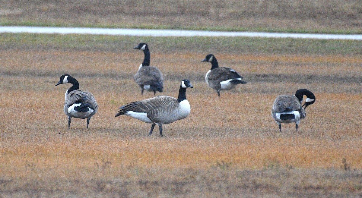 Canada Goose - ML646567853