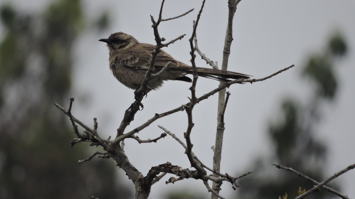 Long-tailed Mockingbird - ML646567854